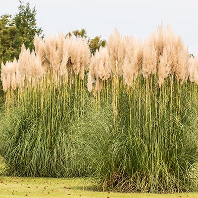 Cortaderia selloana (Herbe de pampa)